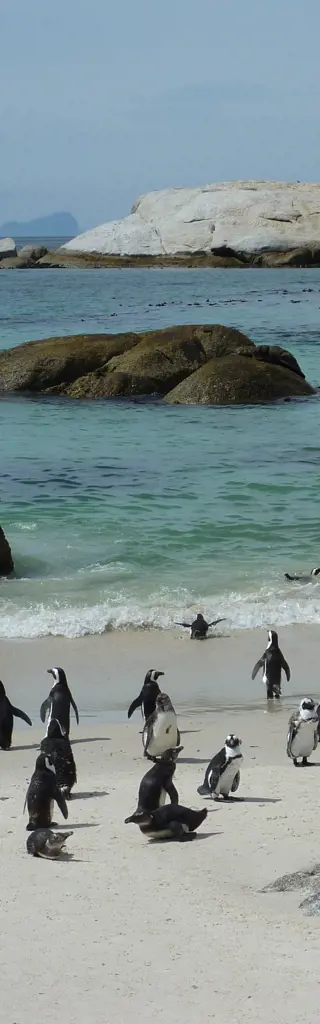 Tauchreisen Südafrika Gansbaai